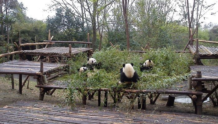 China three-week itinerary: visit to Chengdu