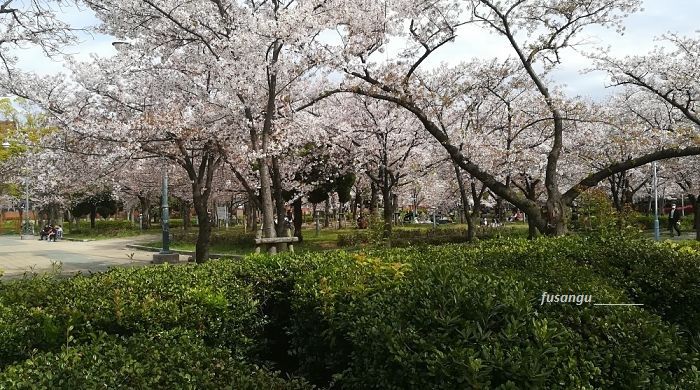 One and a half days in Osaka: a visit to Kema-Sakuranomiya Koen, a pleasant park with cherry trees