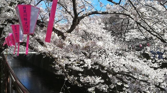 Hanami in Tokyo: visit to Meguro